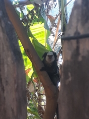 Callithrix geoffroyi