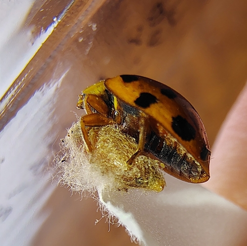 Dinocampus coccinellae observed 2026-10-03