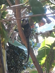 Callithrix geoffroyi