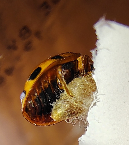 Dinocampus coccinellae observed 2026-10-03