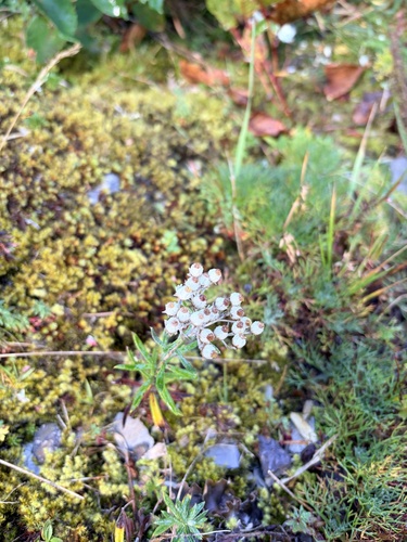 Anaphalis morrisonicola, 2026-10-04