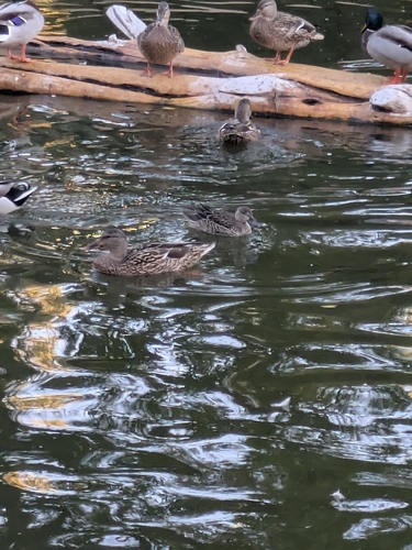 Green-winged Teal