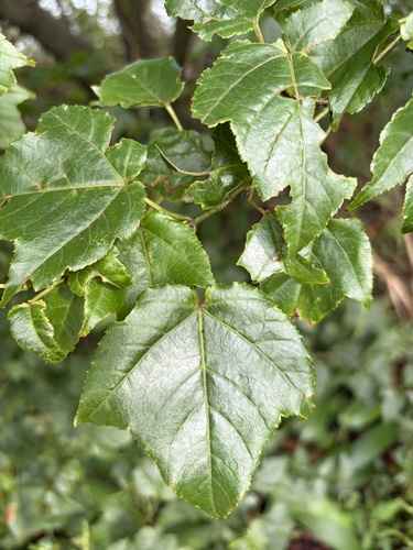 Acer caudatifolium observed 2026-10-04