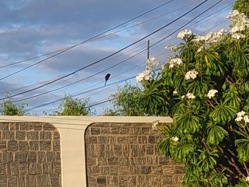 Smooth-billed Ani