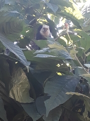 Callithrix geoffroyi