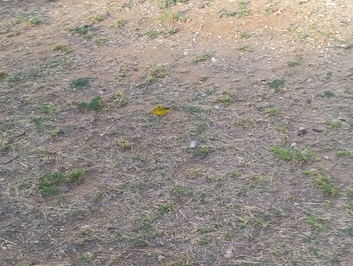 Saffron Finch
