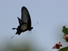 Pachliopta pandiyana