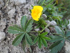Potentilla aurea