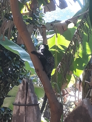 Callithrix geoffroyi