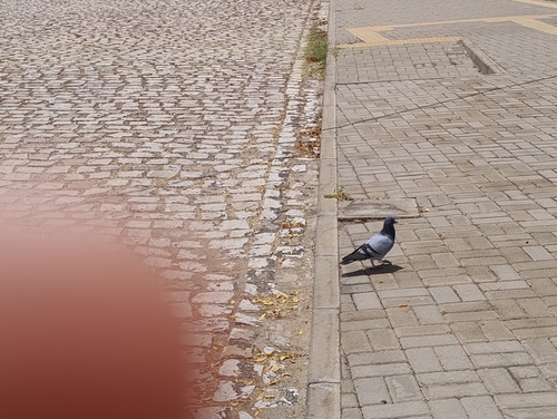 Feral Pigeon