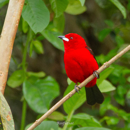 Brazilian Tanager