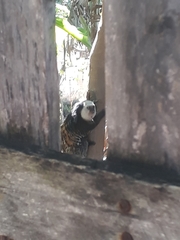 Callithrix geoffroyi