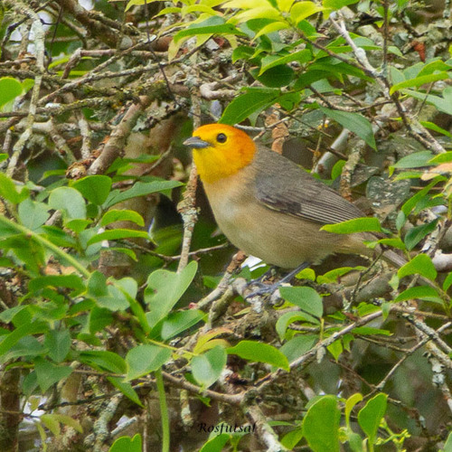 Orange-headed Tanager