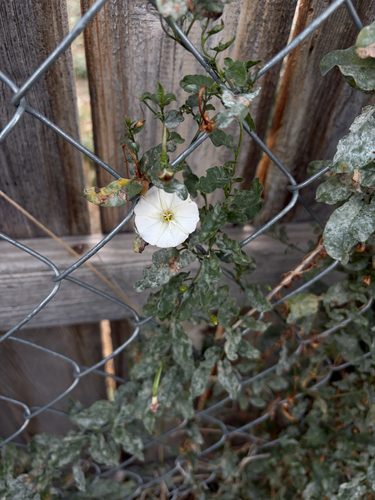 field bindweed