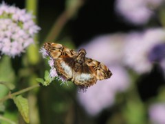 Noctuana lactifera bipuncta