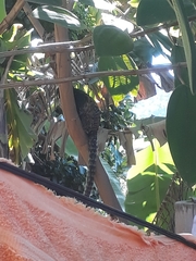 Callithrix geoffroyi