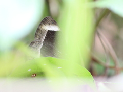 Mycalesis anaxias