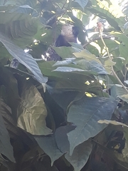 Callithrix geoffroyi