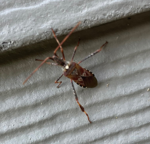 Western Conifer Seed Bug