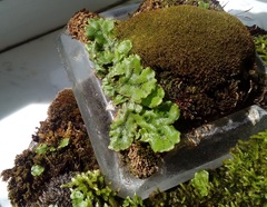 Marchantia polymorpha ruderalis