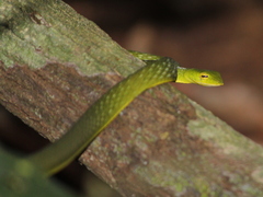 Ahaetulla malabarica