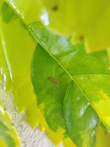 Golden Fire Ant