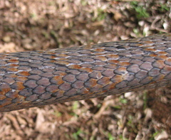 Phrynonax poecilonotus