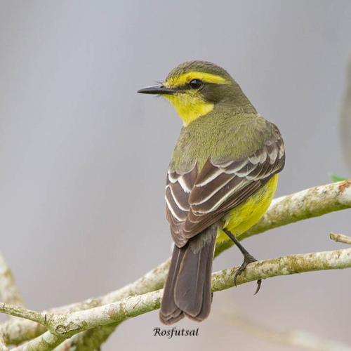 Yellow-browed Tyrant