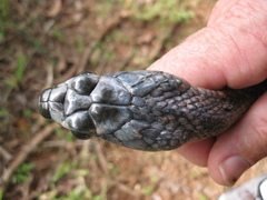 Phrynonax poecilonotus