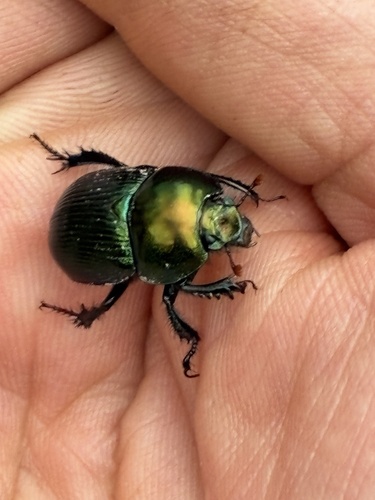 Splendid Earth-boring Beetle
