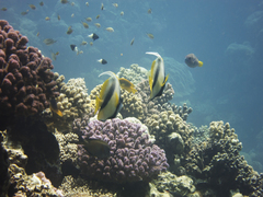 Heniochus intermedius