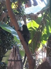 Callithrix geoffroyi