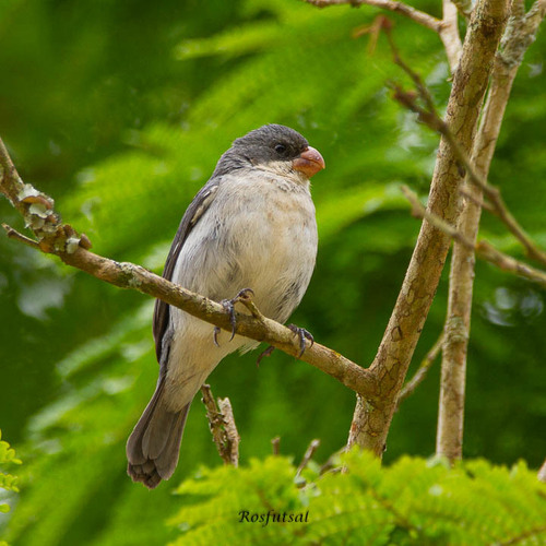 White-bellied Seedeater
