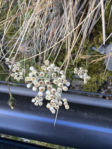 Anaphalis morrisonicola, 2026-10-04
