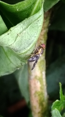 Rhagoletis cerasi