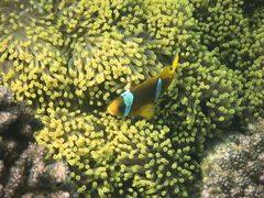 Amphiprion bicinctus