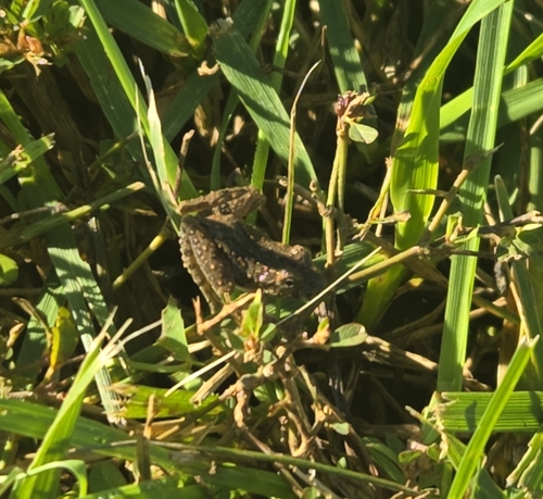 Blanchard's Cricket Frog