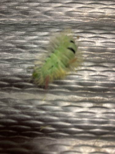 Pale Tussock Moth