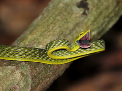 Ahaetulla malabarica