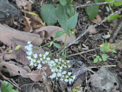 white snakeroot