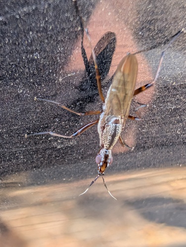 Longhorn Cactus Fly