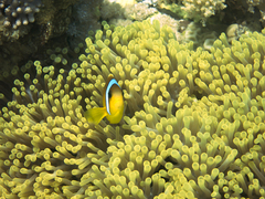 Amphiprion bicinctus