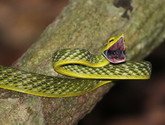 Ahaetulla malabarica