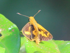Oriens goloides