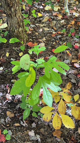 sassafras