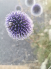 Echinops adenocaulos