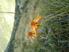Jacobaea abrotanifolia