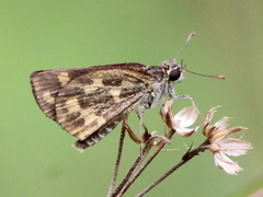 Taractrocera ceramas