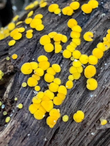 Yellow Fairy Cups