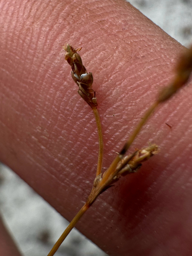Bulbostylis ciliatifolia observed 2026-10-01